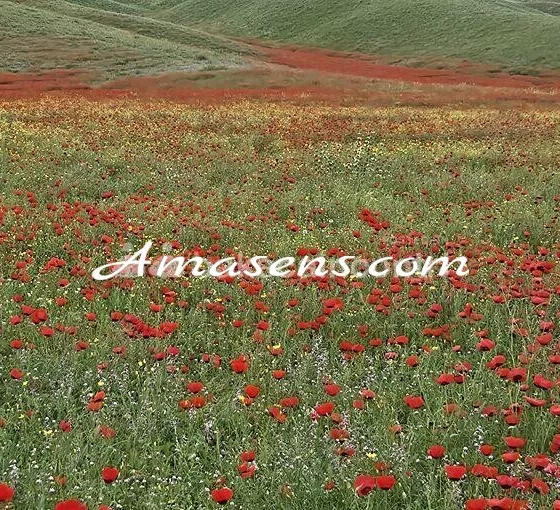 Foto di 3508216988