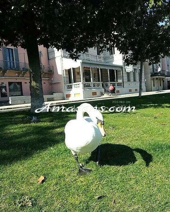 Foto di 3452998194