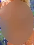 Foto di 3284083218